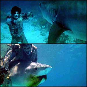 "Zombie Sharks" not to be confused with "shark vs. zombie" from Fulci's classic film "Zombie."